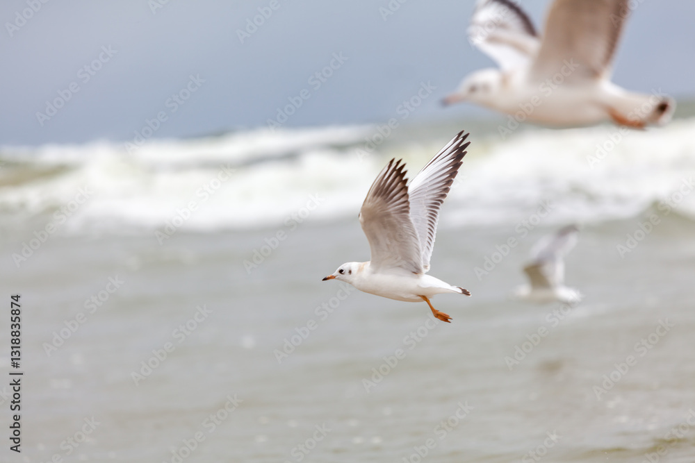 Seagull in the natural environment on the Baltic Sea.