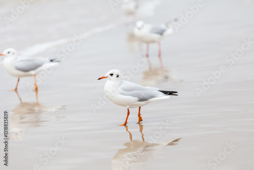 Obraz na płótnie Seagull in the natural environment on the Baltic Sea. w salonie