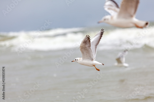 Obraz na płótnie Seagull in the natural environment on the Baltic Sea. w salonie