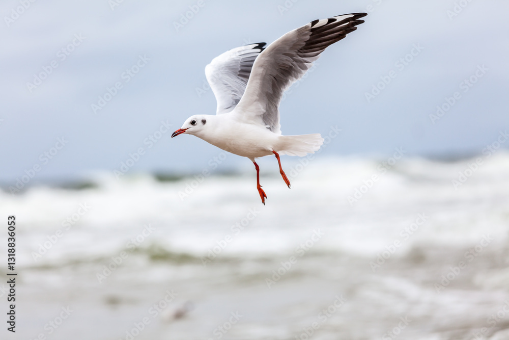 Seagull in the natural environment on the Baltic Sea.