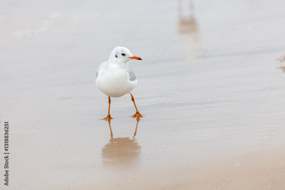 Seagull in the natural environment on the Baltic Sea.
