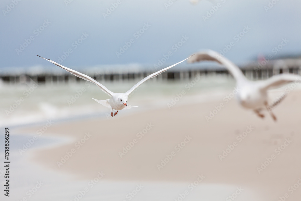 Seagull in the natural environment on the Baltic Sea.