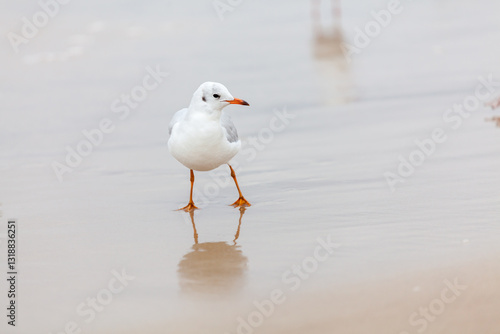 Obraz na płótnie Seagull in the natural environment on the Baltic Sea. w salonie
