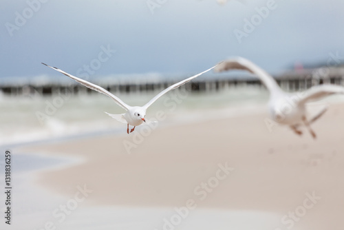 Obraz na płótnie Seagull in the natural environment on the Baltic Sea. w salonie