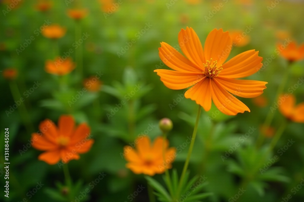 Vibrant orange cosmos flowers in full bloom, green foliage, bloom, flower, cosmos Vibrant orange cosmos flowers in full bloom, green foliage, bloom, flower, cosmos
