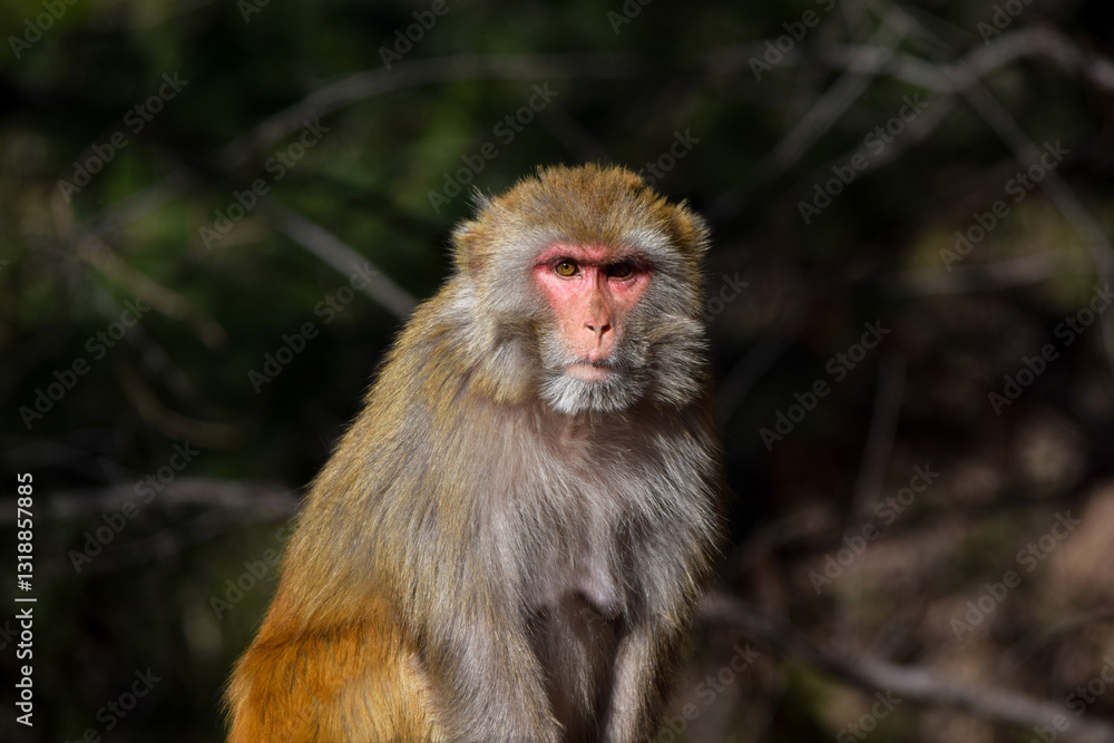 Fototapeta premium Isolated Monkey Sitting With Serious Face Expression, Sad Monkey Images, Cute Monkey Photography, Monkey Picture, Monkey Image