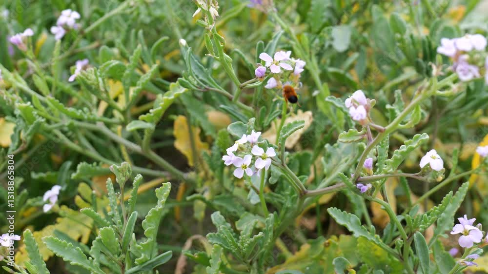 Bees scooping flowers, in a flower garden on the beach Bees scooping flowers, in a flower garden on the beach