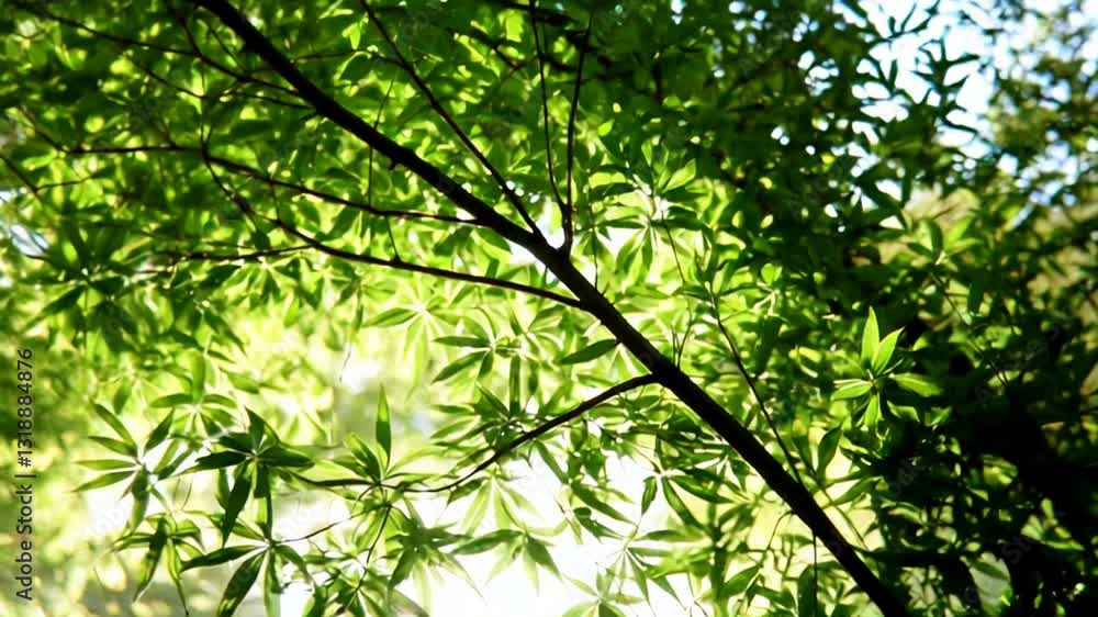 Looking Up Through Green Tree Canopy with Sunlight Streaming Through Looking Up Through Green Tree Canopy with Sunlight Streaming Through