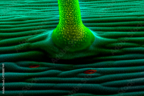 Stem epidermis of Arabidopsis