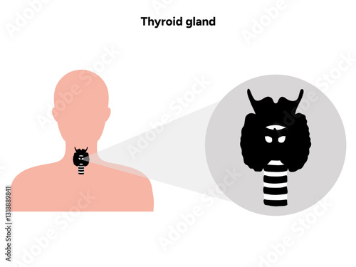 Thyroid gland: Medical anatomy and hormones. Medicine and diagram icon