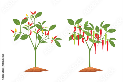 Chili plant vector. Illustration of a chili plant with green leaves and thick chili fruit