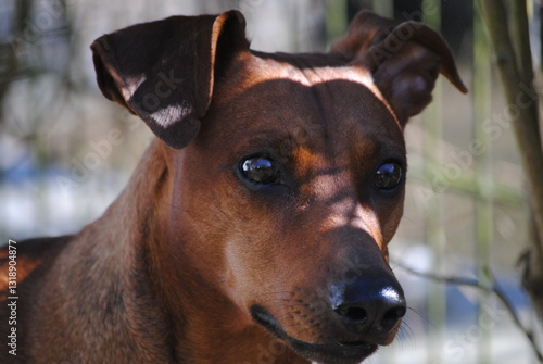 Deutscher Pinscher