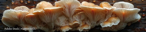 A Close-Up of Oyster Mushrooms with Water Droplets on a Wooden Surface. Generative AI