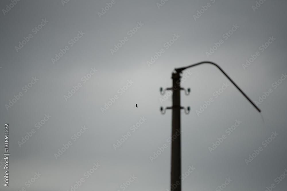 A small bird flies gracefully in the overcast sky, positioned above a tall telegraph pole with multiple wires. The setting suggests a calm evening with muted colors A small bird flies gracefully in the overcast sky, positioned above a tall telegraph pole with multiple wires. The setting suggests a calm evening with muted colors