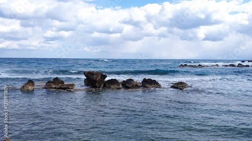 cows on the beach