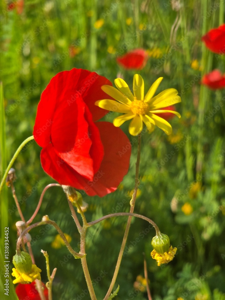 Obraz premium red poppy flower