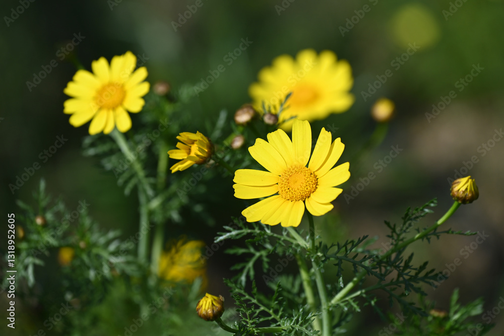 Marguerites jaunes Marguerites jaunes