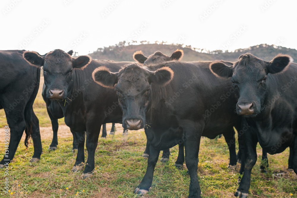 Curious Black Angus cattle in sunlit paddock in the afternoon