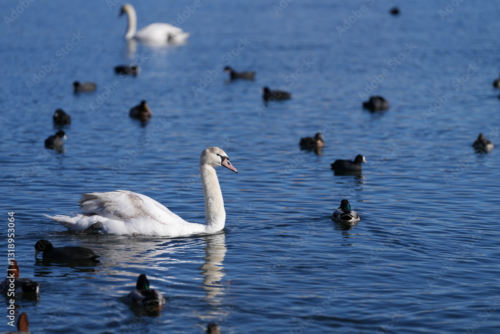 Fototapeta premium a group of swans and ducks swim in the beautiful lake of Hakone, Japan, at the foot of the famous fuji mountain.