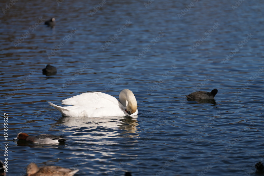 Fototapeta premium a group of swans and ducks swim in the beautiful lake of Hakone, Japan, at the foot of the famous fuji mountain.