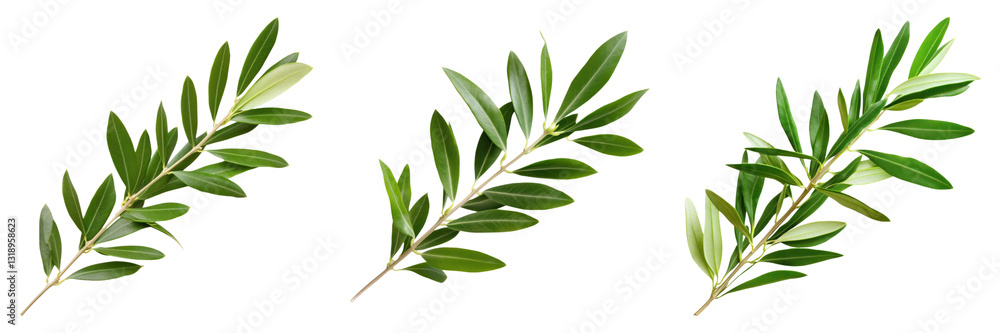 Fototapeta premium Three olive branches with green leaves isolated on transparency background