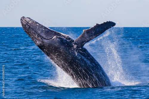 a humpback whale breaching out of the ocean creating water splashes. photo