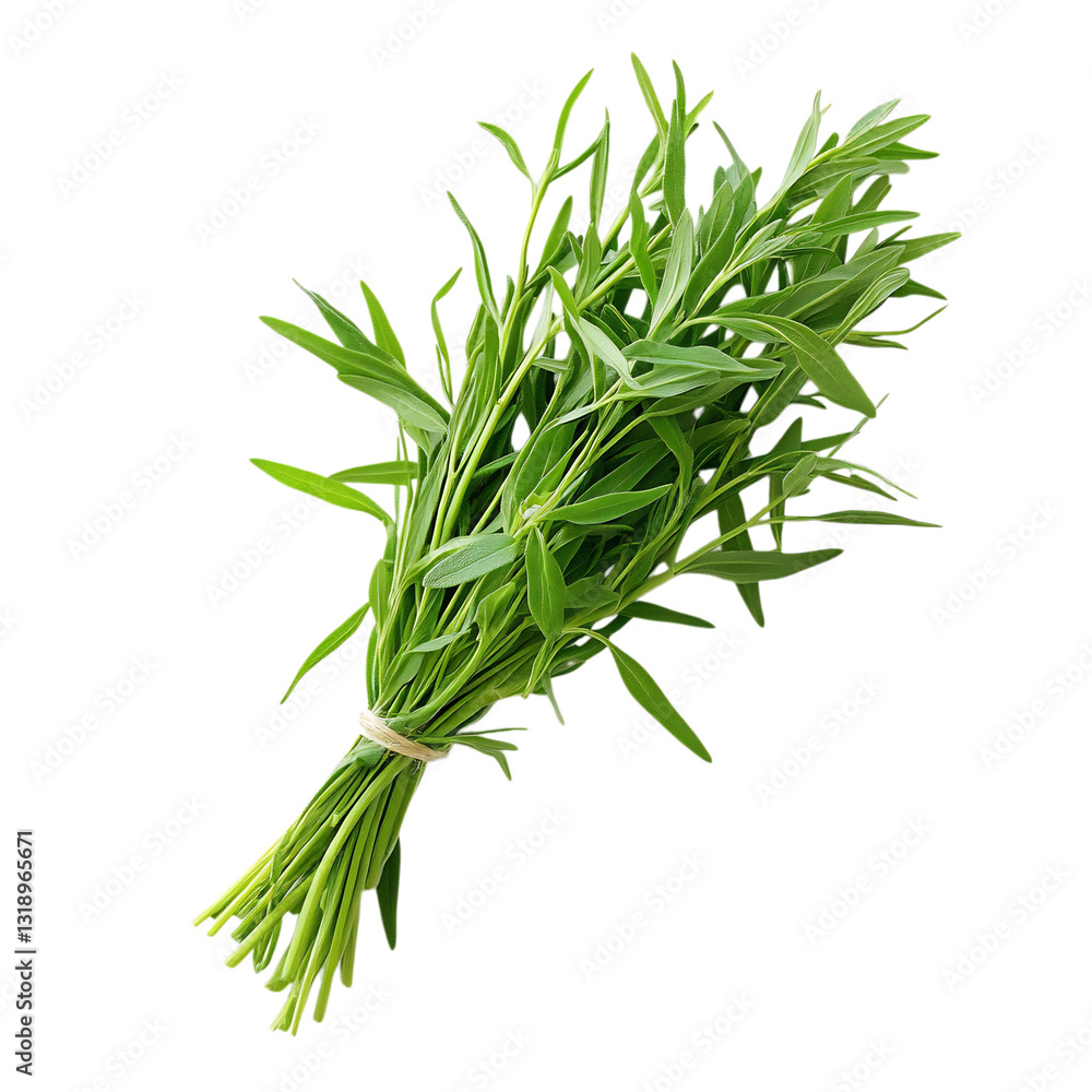 Fototapeta premium Fresh Tarragon Leaves Isolated on Transparent Background