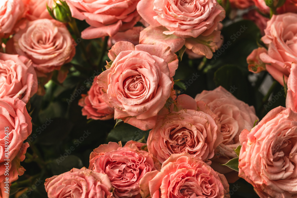 Obraz premium Floral background of fresh coral rose flowers.