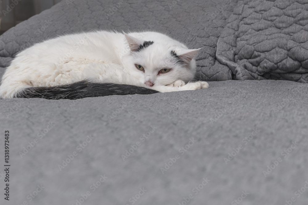 Fototapeta premium White cat lies on the bed in the bedroom. Home comfort.