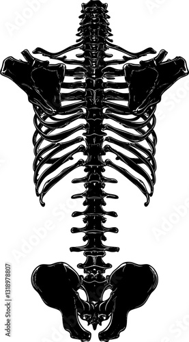 Detailed black and white illustration of a human skeleton's spine, ribcage, and pelvis. High-contrast, grunge style with bold lines, eerie and gothic-inspired