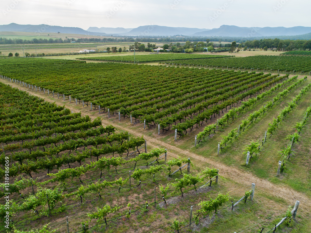 Vineyard in summer on overcast day Vineyard in summer on overcast day