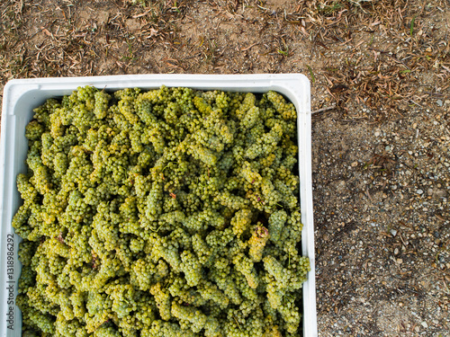 White chardonnay grapes in half ton grape bin top down photo