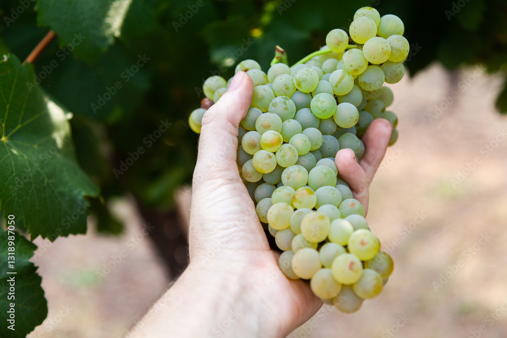 Hand holding chardonnay grape bunch, white wine grapes Hand holding chardonnay grape bunch, white wine grapes