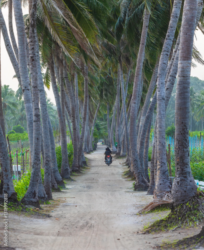 Palm alley on the island of...