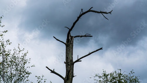 Toter Baum vor dunklen Gewitterwolken – Symbol für Vergänglichkeit photo