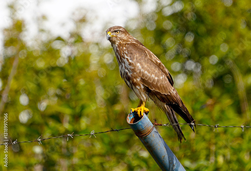 Bueto buteo in Albania