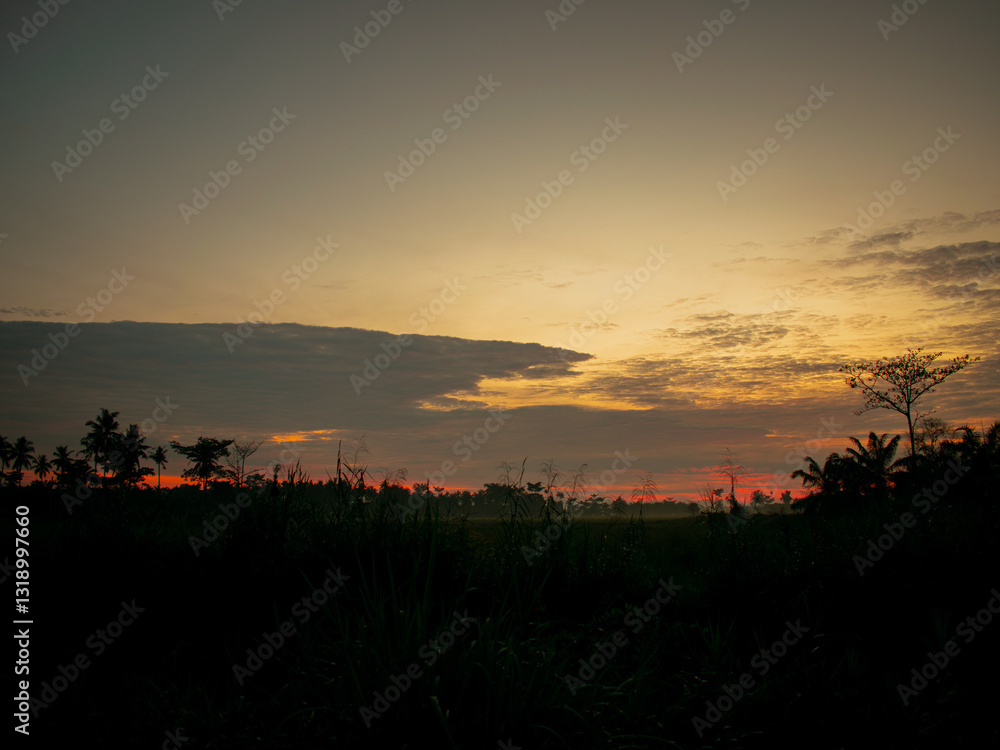 Obraz premium the beauty of the natural scenery of rice fields in the morning and evening