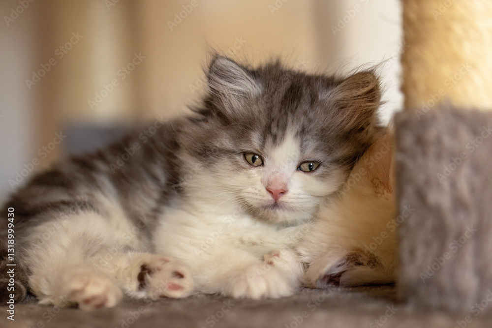 A cute ragdoll crossbreed kitten chilling on a scratching post indoors A cute ragdoll crossbreed kitten chilling on a scratching post indoors