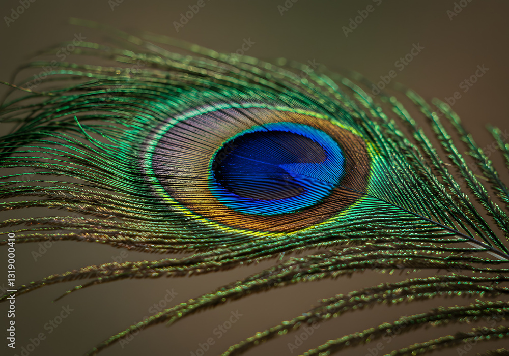 Obraz premium A close-up of a single peacock feather with iridescent colors.