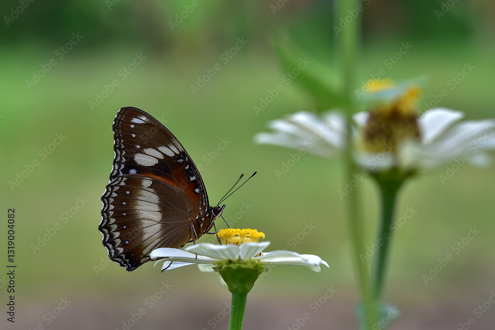 Obraz premium butterflies and flowers in the garden