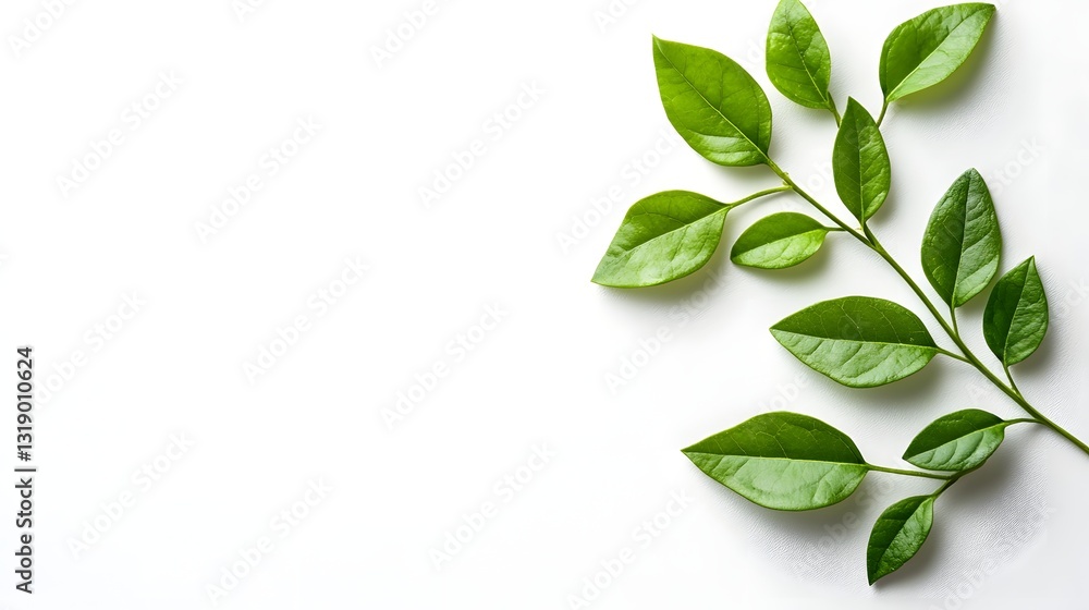Fototapeta premium A single leaf gracefully positioned on a bright white background, emphasizing nature's simplicity and organic beauty