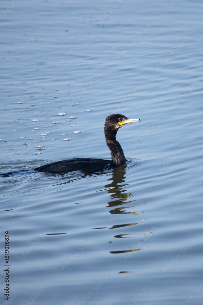 Fototapeta premium Indian Cormorant swimming in water stock photo