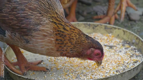  Slow-motion video of a chicken eating corn kernels
