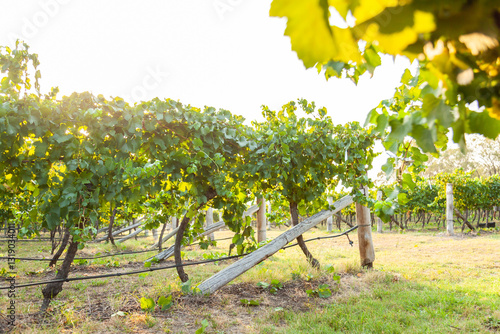 Morning light shines through grapevines in vineyard photo