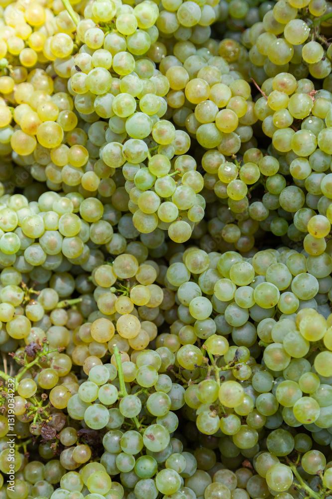 Full frame of green grapes for white chardonnay wine Full frame of green grapes for white chardonnay wine