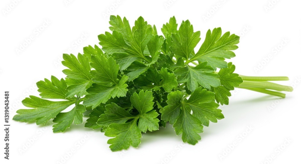 Fresh Parsley Isolated on White Background Fresh Parsley Isolated on White Background