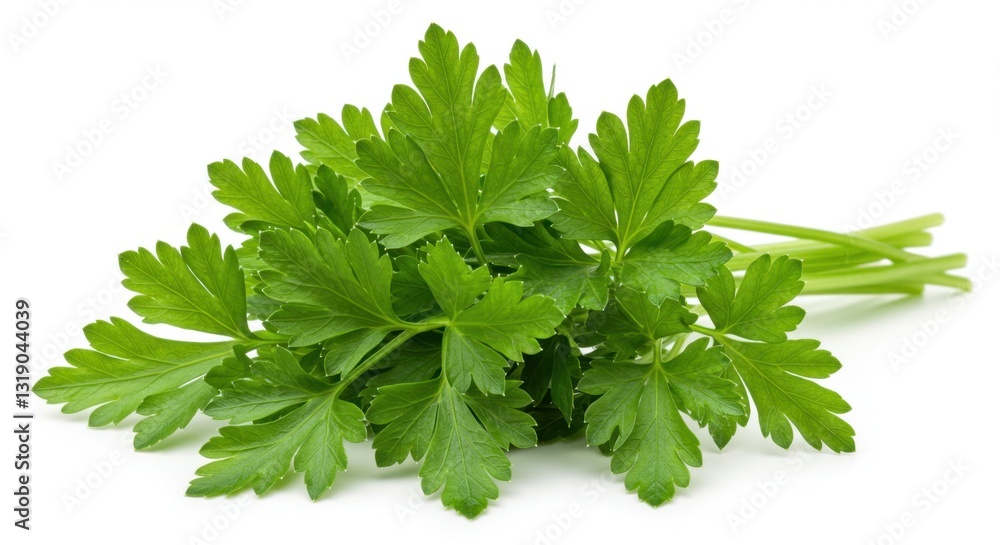 Fresh Parsley Sprigs on White Background Fresh Parsley Sprigs on White Background