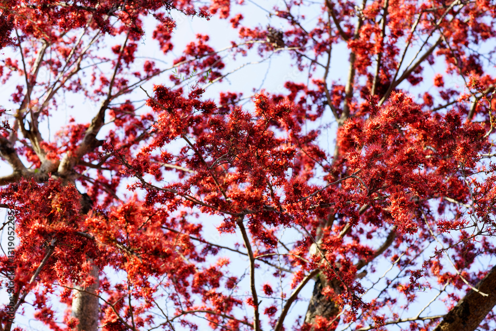 Bright Red Maple Leaves Against Clear Blue Sky in Spring Season Bright Red Maple Leaves Against Clear Blue Sky in Spring Season