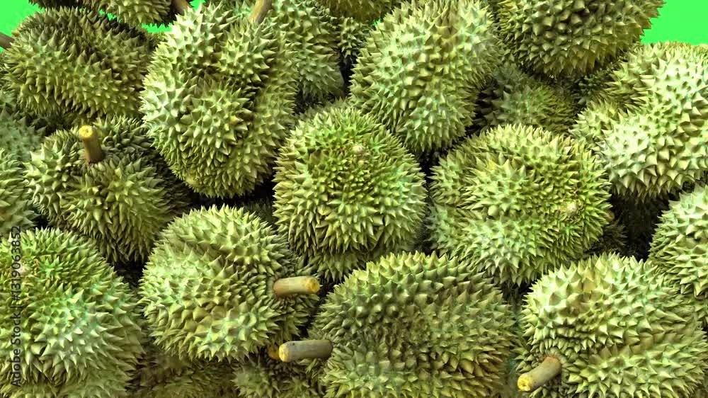 Durian Fruits Fall Transition Durian Fruits Fall Transition