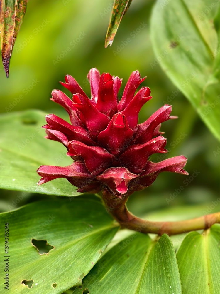 costus barbatus flower with blurred background costus barbatus flower with blurred background